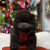 Pomeranian boo siyah ayicik teddy bear